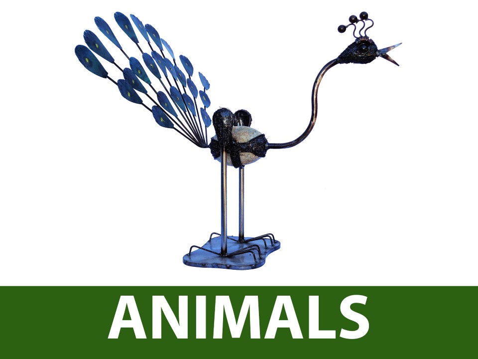 Animals & Insects